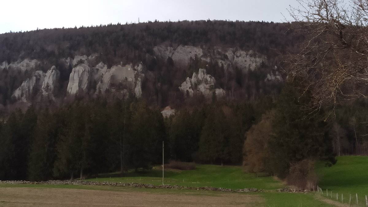 Coupe de haies Pontenet