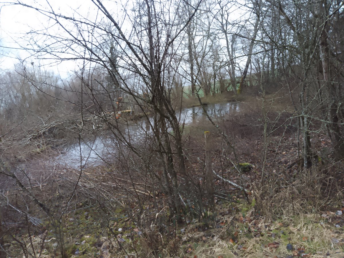 Marais de Corgémont 2024