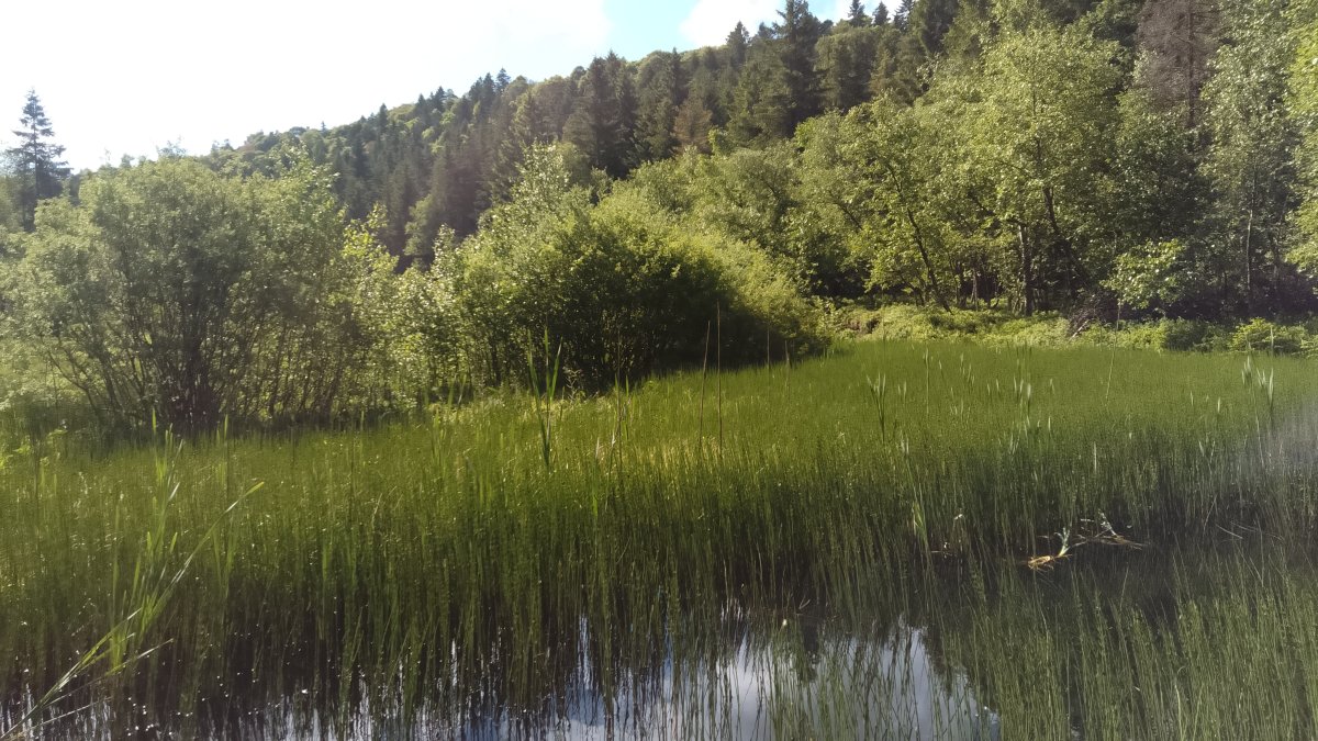 Marais Les Pontins