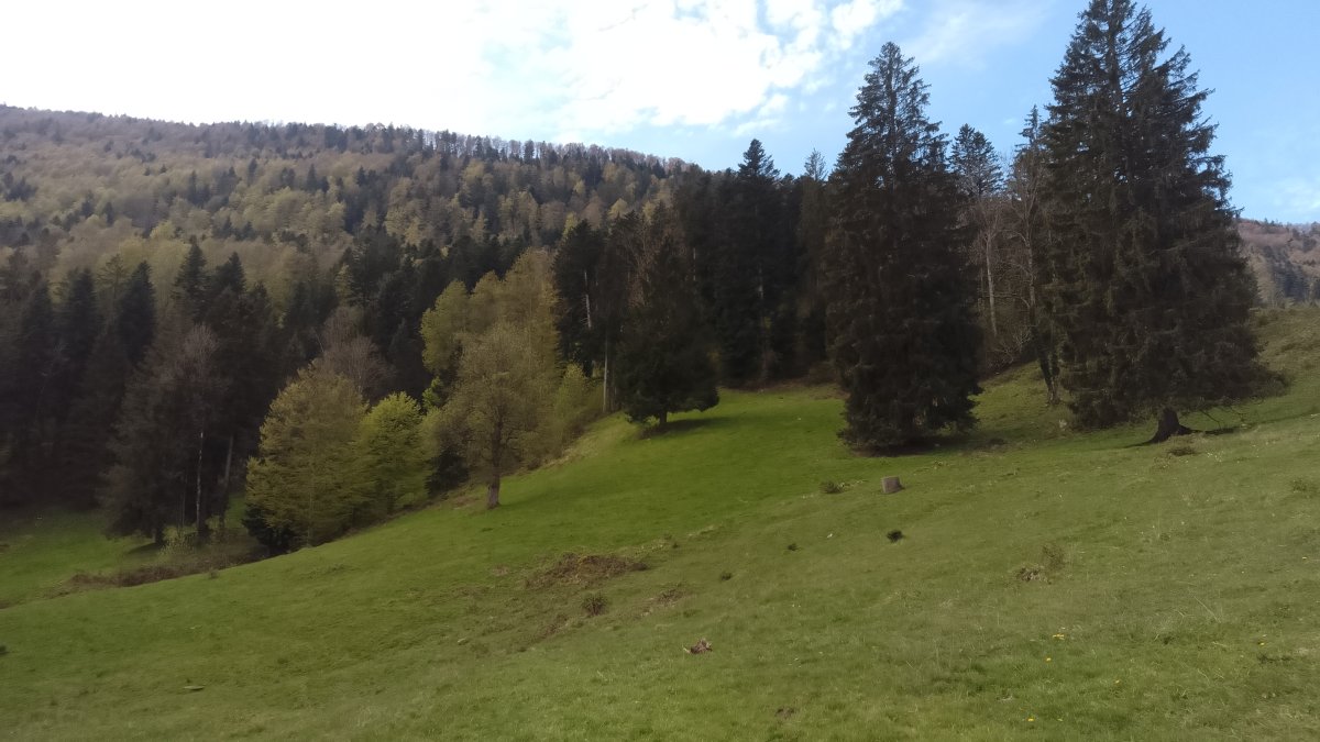 Plantation d'essences resistantes.